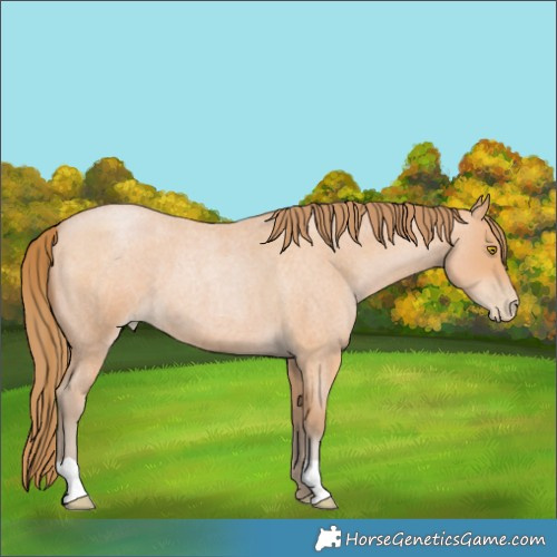Horse Color:Bay Roan Pearl 
