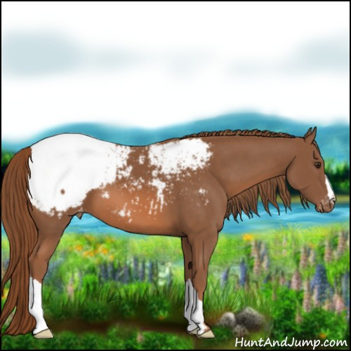 Horse Color:Chestnut Appaloosa