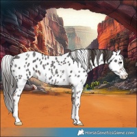 Horse Color:Liver Chestnut Sabino Leopard