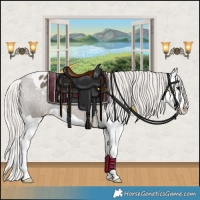 Horse Color:Silver Black Splash Appaloosa 