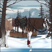 Horse Color:Classic Champagne Splash Appaloosa Rabicano 