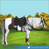 Horse Color:Smoky Black Splash Tobiano