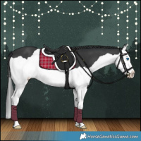 Horse Color:Black Splash 