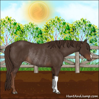 Horse Color:Liver Chestnut Rabicano 