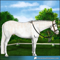 Horse Color:Perlino Sabino  and Silver Perlino Sabino 