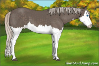 Horse Color:Silver Black Splash 
