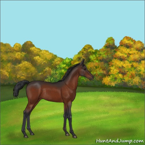 Horse Color:Brown Rabicano 