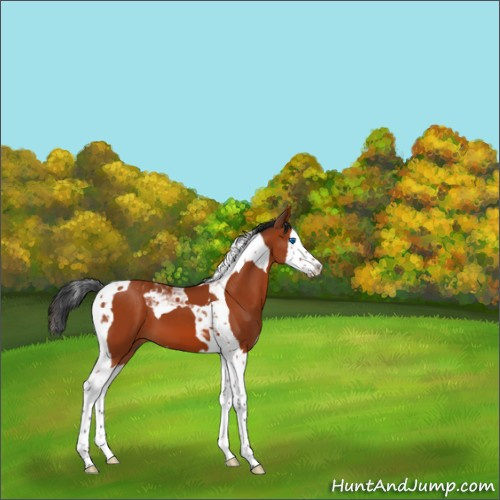 Horse Color:Brown Splash Tobiano 
