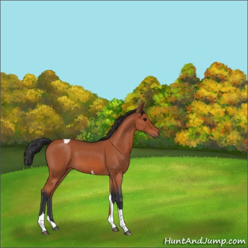 Horse Color:Bay Roan Tobiano