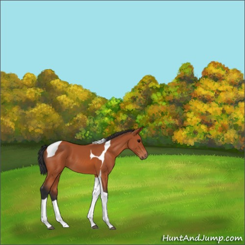 Horse Color:Bay Tobiano