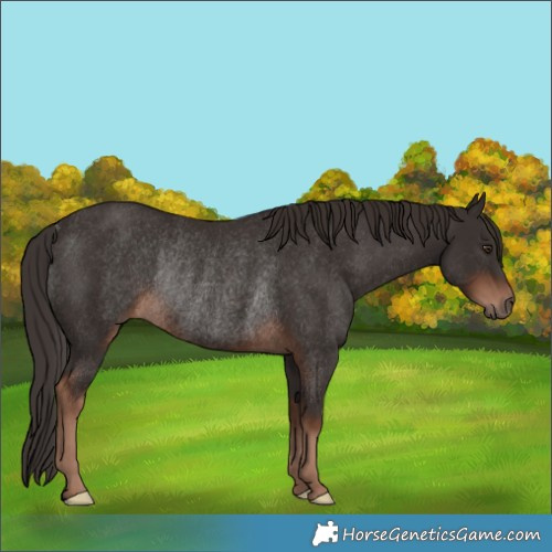 Horse Color:Liver Chestnut Rabicano 
