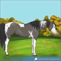 Horse Color:Grullo Splash Tobiano 