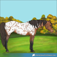 Horse Color:Bay Appaloosa 