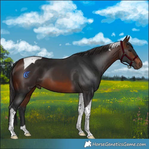 Horse Color:Bay Tobiano 