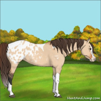 Horse Color:Bay Dun Splash Tobiano Appaloosa 