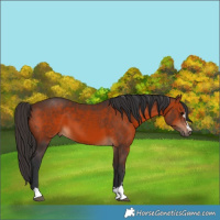 Horse Color:Brown 