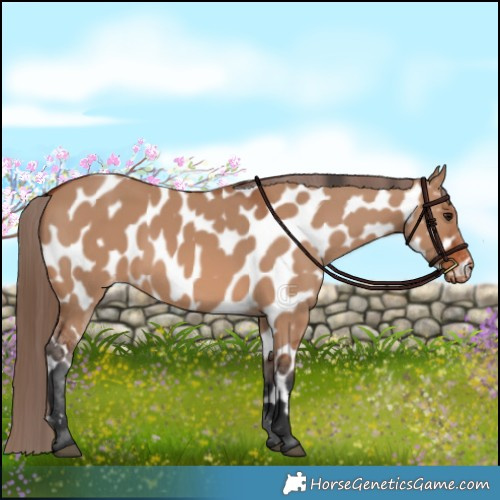 Horse Color:Bay Dun Appaloosa 