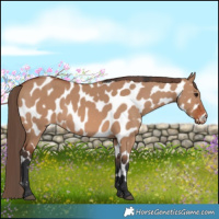 Horse Color:Bay Dun Near Leopard 