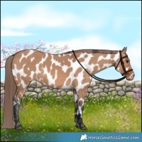 Horse Color:Bay Dun Appaloosa