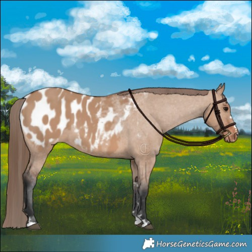 Horse Color:Bay Dun Appaloosa 