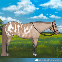 Horse Color:Bay Dun Appaloosa 