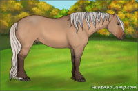 Horse Color:Silver Bay Dun 