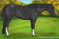 Horse Color:Black Tobiano 