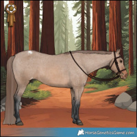 Horse Color:Brown Dun Appaloosa 
