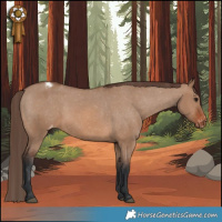 Horse Color:Brown Dun Appaloosa 
