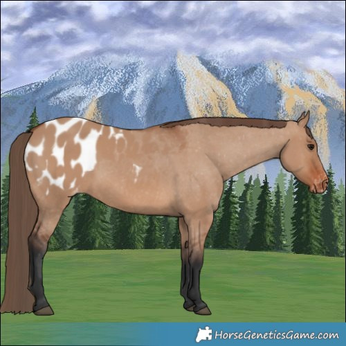 Horse Color:Bay Dun Blanket 