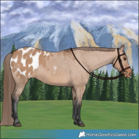 Horse Color:Bay Dun Appaloosa 