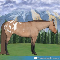 Horse Color:Bay Dun Appaloosa 