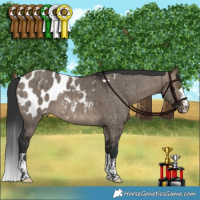 Horse Color:Brown Dun Appaloosa Brindle 
