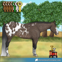 Horse Color:Brown Dun Appaloosa Brindle