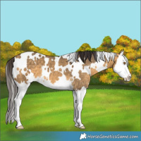Horse Color:White Spotted Buckskin Dun Splash 