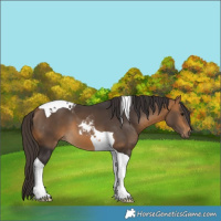 Horse Color:Buckskin Tobiano 