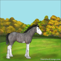 Horse Color:Gray Bay Roan Splash 