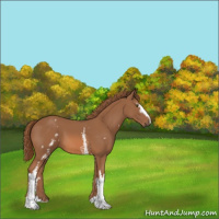 Horse Color:White Spotted Chestnut 