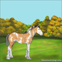 Horse Color:White Spotted Buckskin Splash 