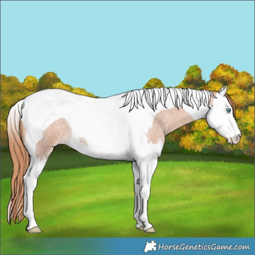 Horse Color:Gold Champagne Roan Splash Tobiano 