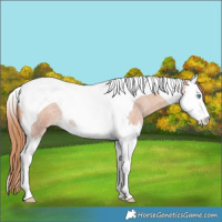 Horse Color:Gold Champagne Roan Splash Tobiano