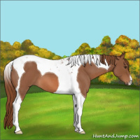 Horse Color:Red Roan Tobiano