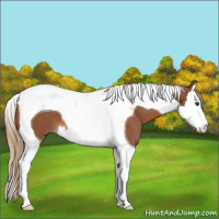 Horse Color:Chestnut Splash Tobiano 