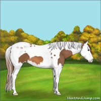 Horse Color:Chestnut Splash Tobiano 