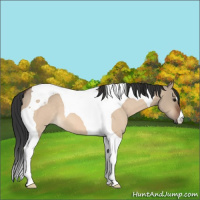 Horse Color:Bay Roan Dun Tobiano