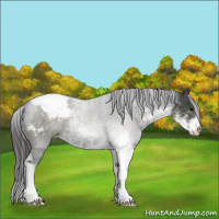 Horse Color:Smoky Black Sabino Appaloosa 