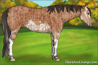 Horse Color:Bay Splash  and Bay Dun 