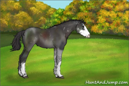 Horse Color:Smoky Black Sabino 