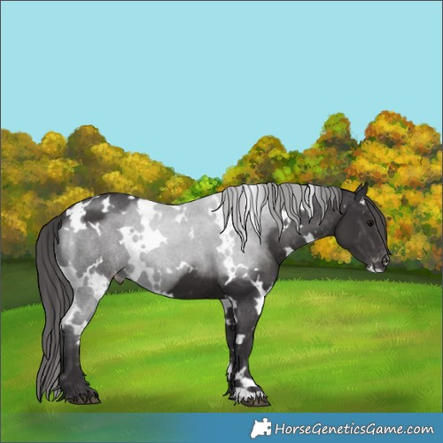 Horse Color:White Spotted Smoky Black Appaloosa 