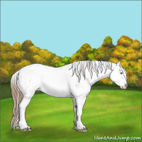 Horse Color:Smoky Black Pearl Sabino Appaloosa 